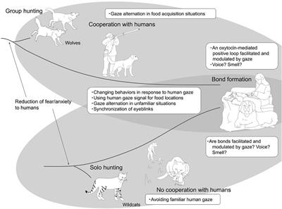 The Gaze Communications Between Dogs/Cats and Humans: Recent Research Review and Future Directions